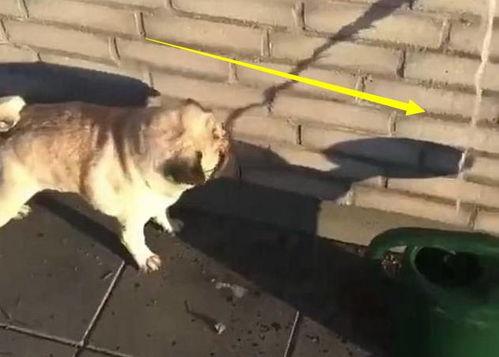 巴哥爆料水管视频播放,水管视频背后的惊人真相